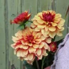 Vårlök Dekorativdahlia Cream de Cognac>Nelson Garden Sale