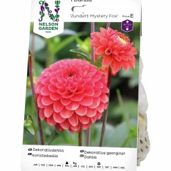 Vårlök Dekorativdahlia Zundert Mystery Fox>Nelson Garden