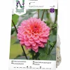 Vårlök Dekorativdahlia Salmon Runner>Nelson Garden New