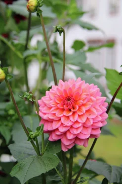 Vårlök Dekorativdahlia Salmon Runner>Nelson Garden New