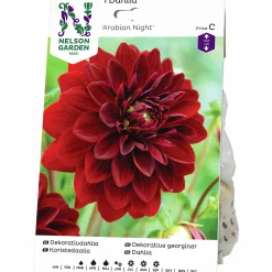 Vårlök Dekorativdahlia Hög Arabian Night Röd>Nelson Garden Online