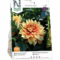 Vårlök Dekorativdahlia 'Dazzling Magic' Hög>Nelson Garden Sale