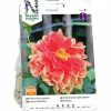 Vårlök Dekorativdahlia 'Maxime' Hög>Nelson Garden Outlet
