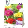 Vårlök Freesia Dubbel Blandade färger>Nelson Garden Online
