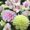 Vårlök Gladiolus Dahlia Rebecka's Dream>Nelson Garden Clearance