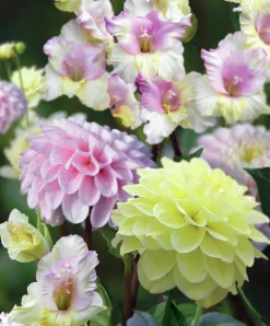 Vårlök Gladiolus Dahlia Rebecka's Dream>Nelson Garden Clearance