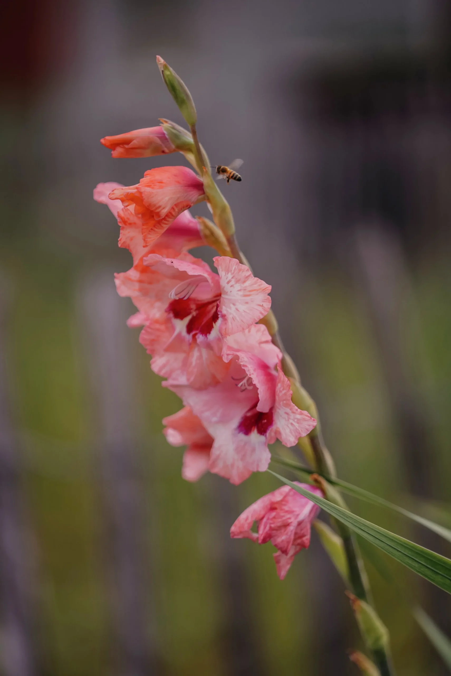 Vårlök Gladiolus Lovely Match Fiddekulla Mix>Nelson Garden