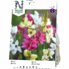 Vårlök Ixia Mix>Nelson Garden Online