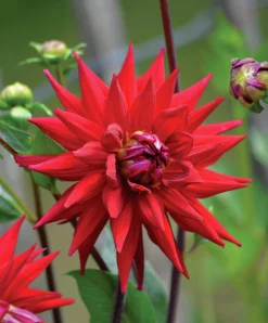 Vårlök Kaktusdahlia Hög Witteman's Best Röd>Nelson Garden Discount