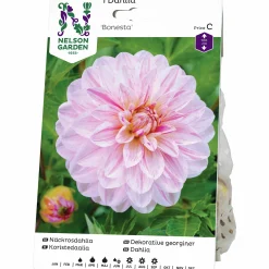 Vårlök Näckrosdahlia Hög Bonesta Rosa>Nelson Garden Outlet