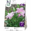 Vårlök Orientlilja Lotus Queen Double Rosa>Nelson Garden Outlet