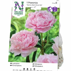 Vårlök Pion Sara Bernhardt Rosa>Nelson Garden Online