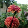 Vårlök Pompondahlia Hög Cornel Bronze Apricot>Nelson Garden Sale