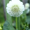 Vårlök Pompondahlia Hög Snowflake Vit>Nelson Garden New