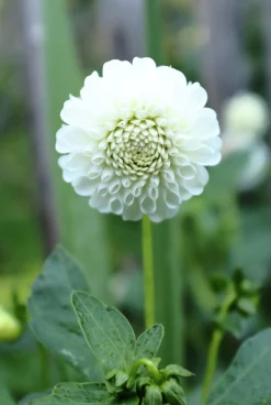 Vårlök Pompondahlia Hög Snowflake Vit>Nelson Garden New