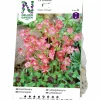 Vårlök Rosettoxalis Iron Cross Rosa>Nelson Garden Best