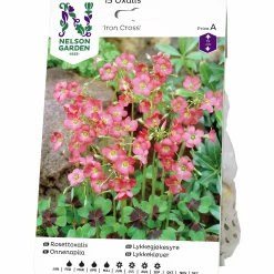 Vårlök Rosettoxalis Iron Cross Rosa>Nelson Garden Best