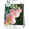 Vårlök Storblommig gladiol 'Donatella'>Nelson Garden Best