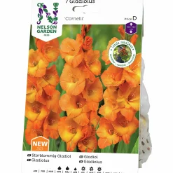 Vårlök Storblommig Gladiolus Cornelli Orange>Nelson Garden Best
