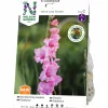 Vårlök Storblommig Gladiolus Wine & Roses Rosa>Nelson Garden Clearance