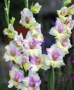 Vårlök Storblommig Gladiolus Mon Amour Vitrosa>Nelson Garden Outlet