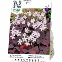 Vårlök Triangeloxalis Rosa/Vinröd>Nelson Garden Sale