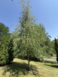 Vårtbjörk Goliath Högstam Barrotad>Omnia garden Hot