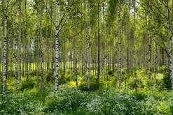 Vårtbjörk Häck Barrotad>Omnia garden Hot