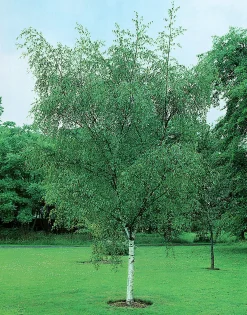 Vårtbjörk Häck Barrotad><noscript><img width=