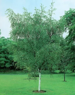 Vårtbjörk Ungträd>Omnia garden Discount