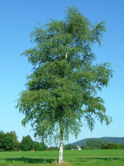 Vårtbjörk Ungträd><noscript><img width=