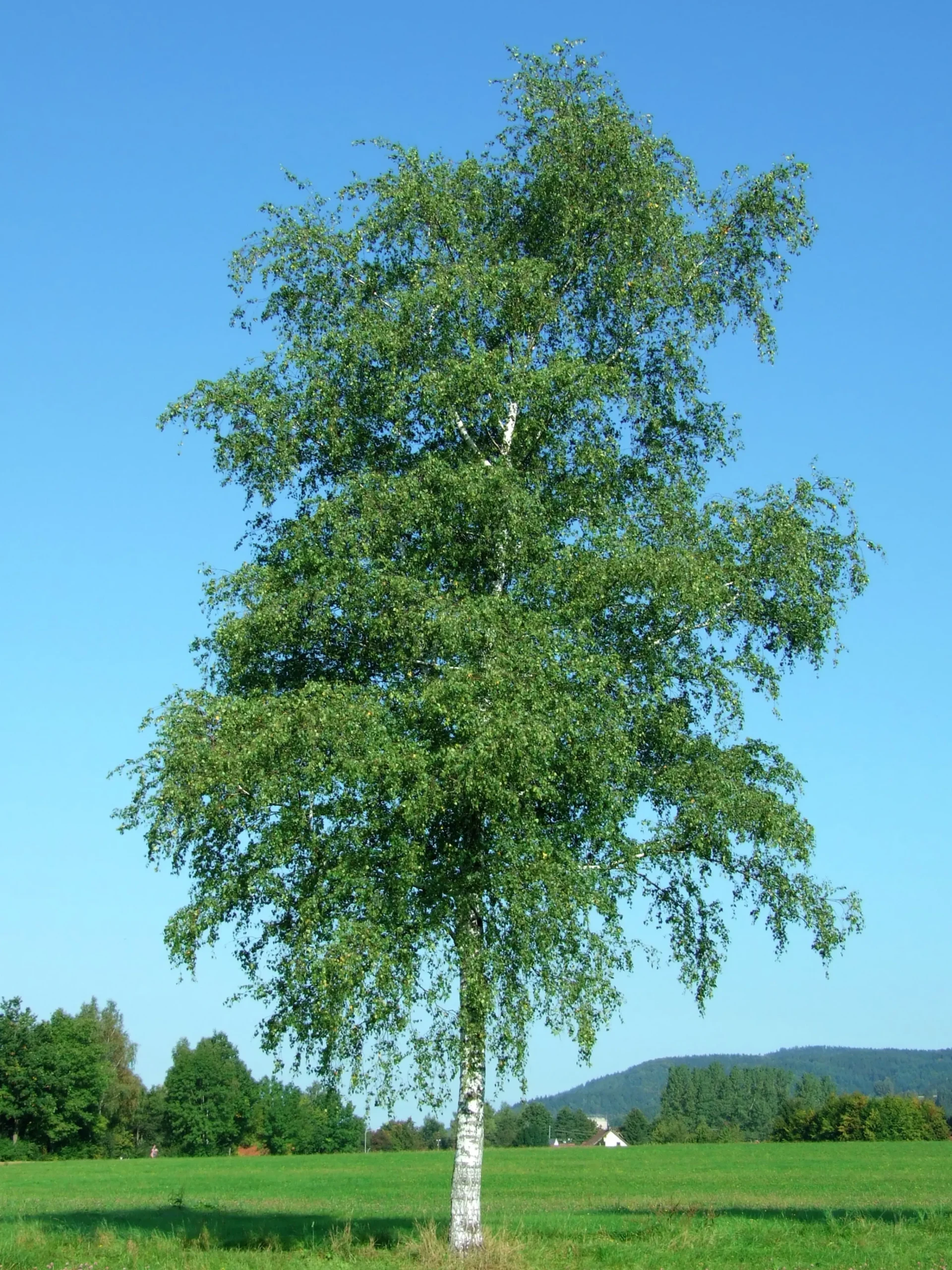 Vårtbjörk Ungträd>Omnia garden Discount