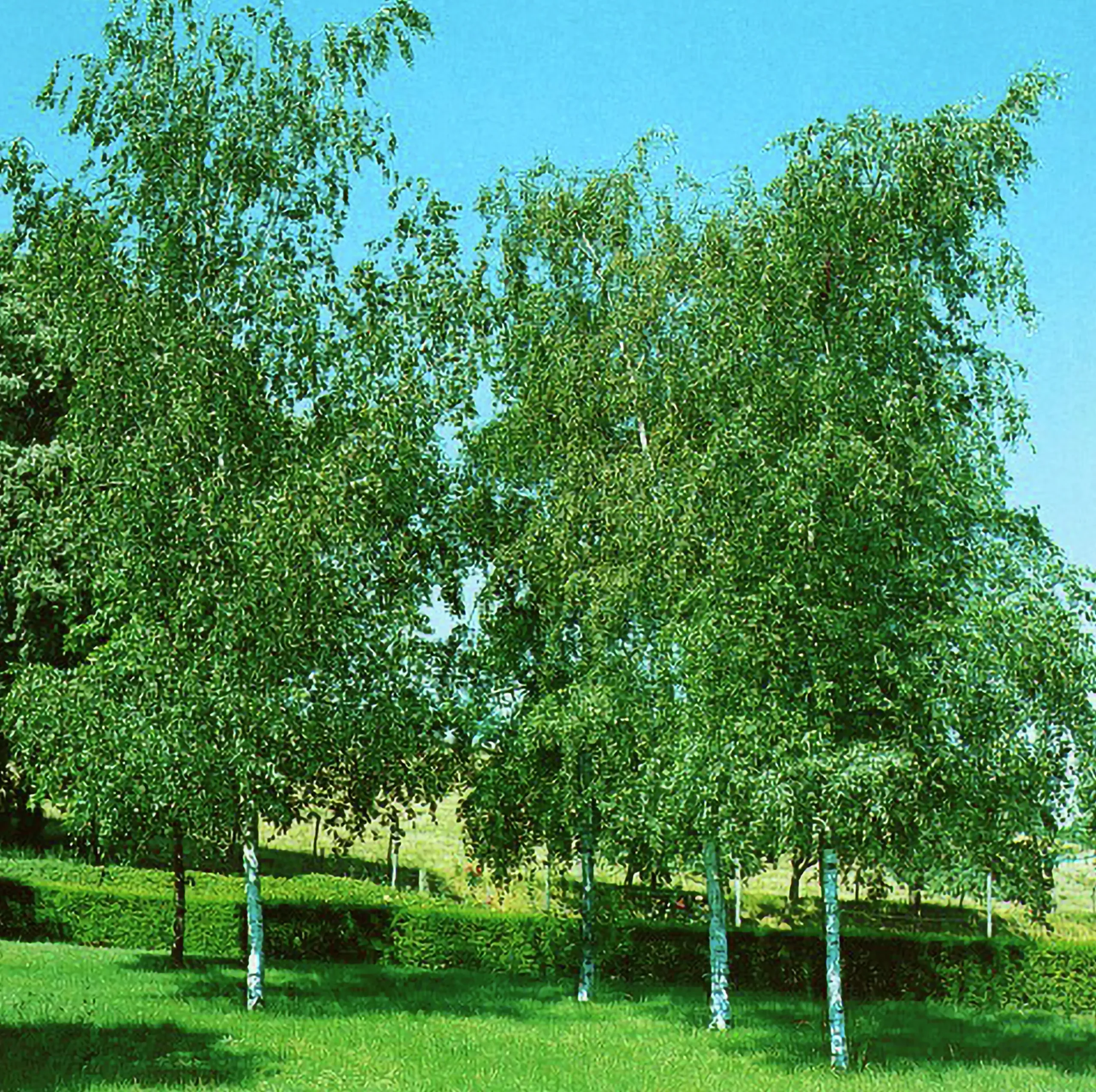 Vårtbjörk Ungträd>Omnia garden Discount