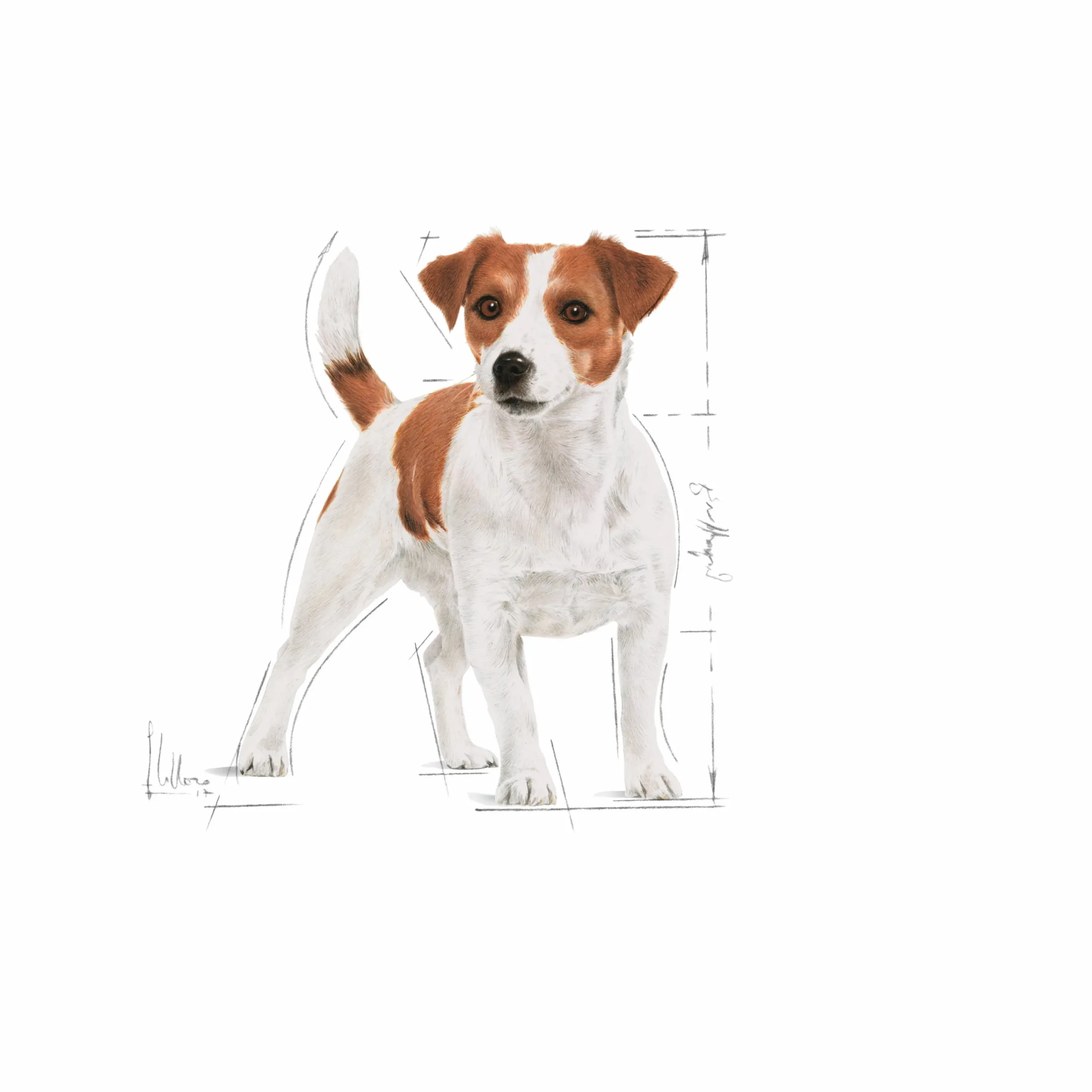 Våtfoder Mini Adult 12x85g>Royal Canin Hot