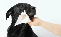 Våtservetter Dog Wipes Oparfymerade 100-p>Earth Rated Outlet