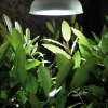 Växbelysning LED Lampa E27 18W>Nelson Garden Clearance