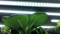 Växtbelysning LED-ramp m adapter No1 23W><noscript><img width=
