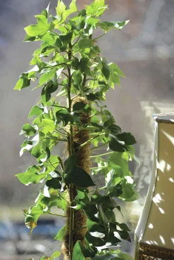 Växtstöd Trä/kokos 90cm>Nelson Garden Best