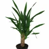 Yucca lat. Yucca gigantea>Mäster Grön Best