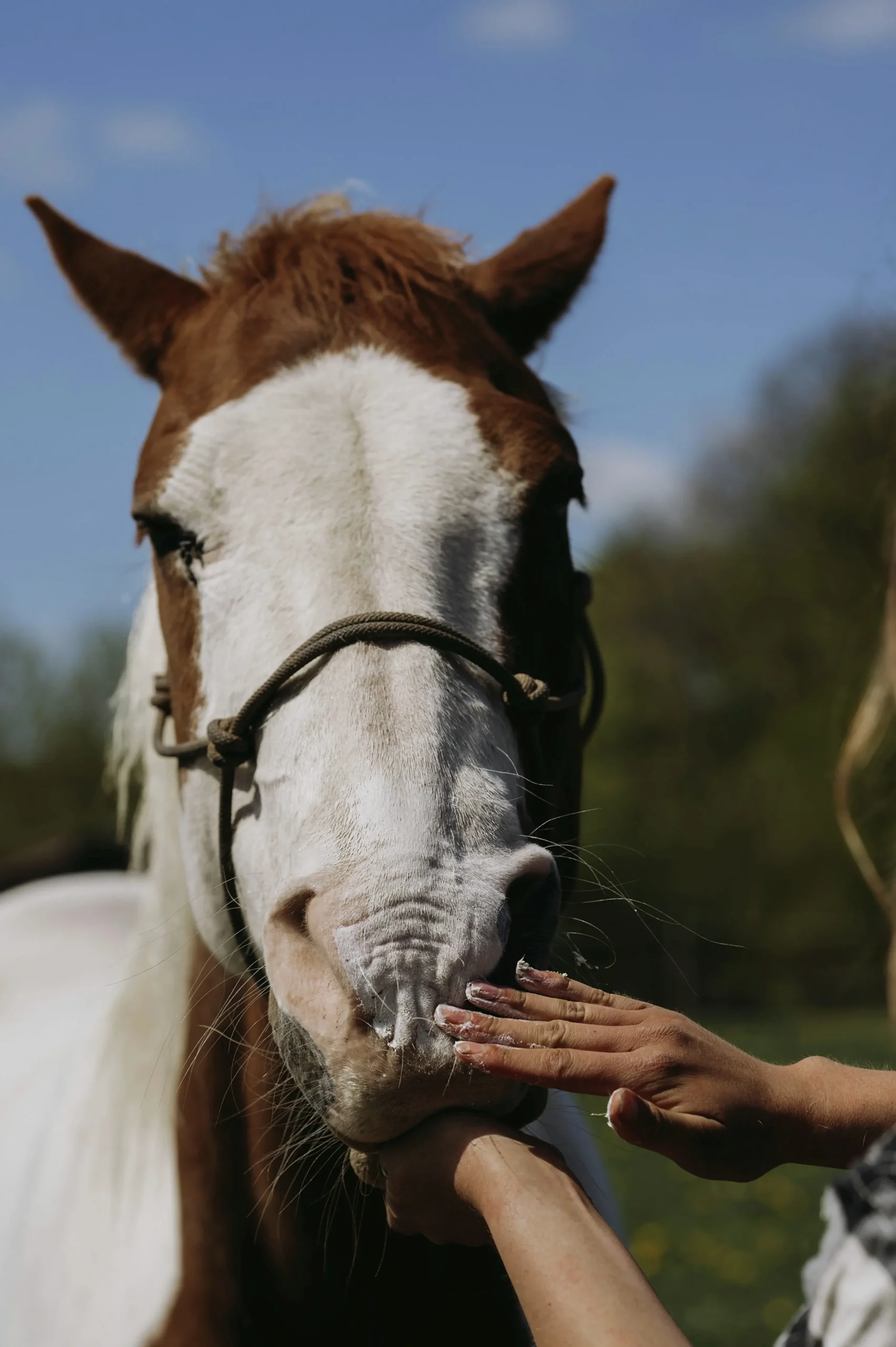 Zinksalva 150ml>Fair Horse Care Discount